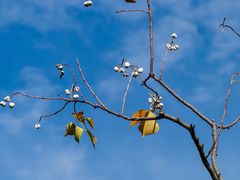 -上海吴淞炮台湾国家湿地公园