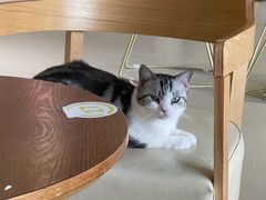 -藏猫猫咖啡主题馆(中央大道店)