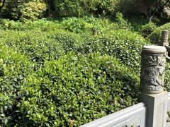 -十八棵（老龙井）御茶园(老龙井店)