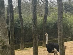-杭州野生动物世界