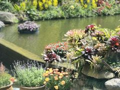 -深圳仙湖植物园