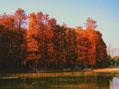 -上海共青森林公园