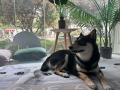 -纳吉亚猫专科动物医院·北北分院