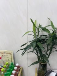 -TRIMS HAIR 修剪造型·烫染接发