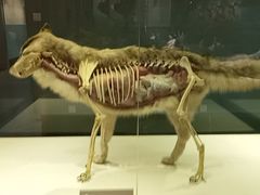 -青藏高原自然博物馆