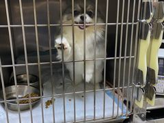 -爱侣·安琦尔宠物医院·中兽医针灸·心内科·狂犬免疫点(宝山区院)