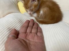 -御宝贝·A梦猫科宠物医院(国际猫友好医院)