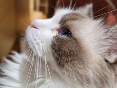 -滚猫咖啡·猫咖·猫友好撸猫(未来城店)