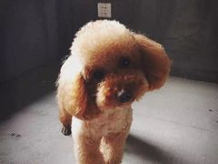 -北京赛佳动物医院