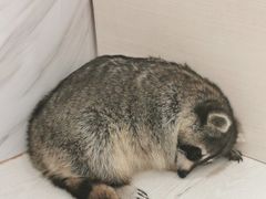 -浣熊柯尔鸭土拨鼠·电玩咖