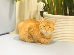 -有猫主题·治愈系猫咖(曾厝垵店)