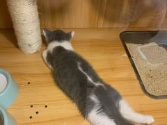 -袖虎宠物·金渐层缅因猫舍(灵芝店)