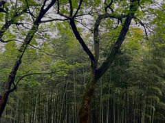 -杭州植物园