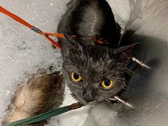 -PETKIT 小佩宠物·低压洗护·美容·寄养(安远店)