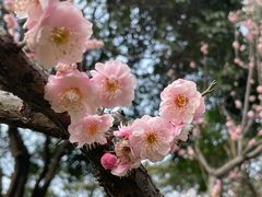 -红梅公园
