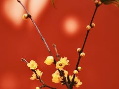-梅花山(明孝陵内)