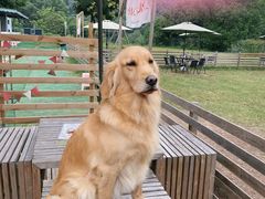 -趣多多宠物公园·宠物训犬学校·宠物寄养