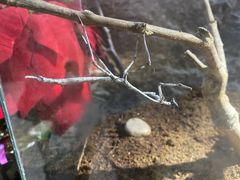 -上海大自然野生昆虫馆(东方明珠·爬宠昆虫探索中心)