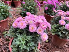 -广东茂名森林公园