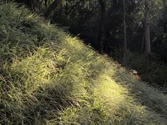 -云溪植物园