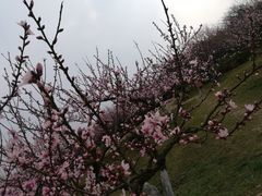 -秀丽东方