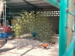 -不觉晓CAMPING(上海迪士尼营地店)