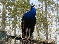 -北京麋鹿生态实验中心