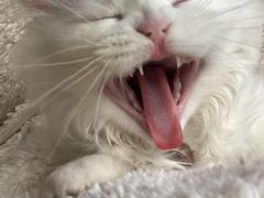 -小猫来了·猫舍(红山六九七九店)