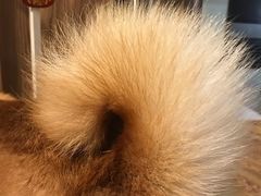 -柴务处·柴犬主题狗咖