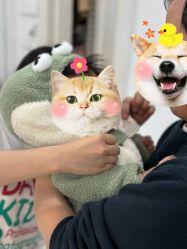-倾城宝贝儿童摄影(广州天河店)