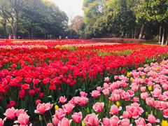 -上海鲜花港