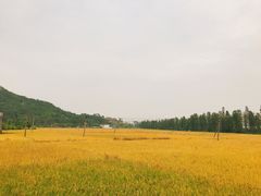 -大赤坎肥仔强烧味海鲜餐厅(大赤坎店)
