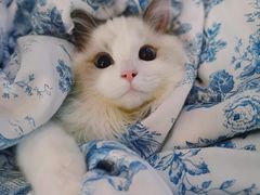 -momokira米努特·德文卷毛猫·棉花面纱犬
