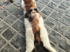 -猫岛主趣味餐厅(鼓浪屿店)
