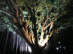 -金鸡山公园