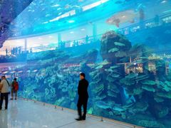 -迪拜水族馆及水下动物园