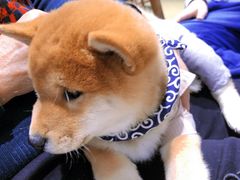 -逗柴咖啡屋·狗咖猫咖宠物桌游