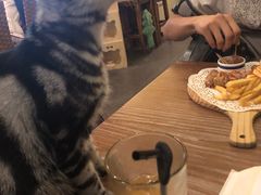 -猫色咖啡·猫咖