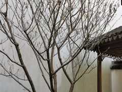 -秋霞圃