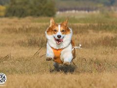 -超宠爱宠物摄影-Super pet