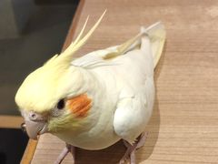 -鲜芋仙(中环百联2店)