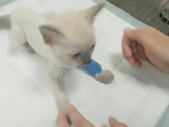 -奈斯宠物医院·核磁CT·异宠专科·内镜(中南店)