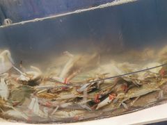 -海天盛宴新派海鲜自助餐厅(群力店)