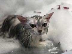 -MOLLY'S萌宠生活馆