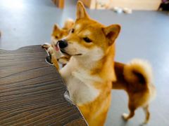 -柴源莊·柴小宠柴犬咖啡