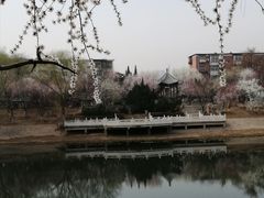 -桃花堤公园