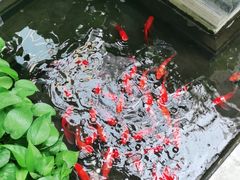-旺顺阁鱼头泡饼(小红门店)