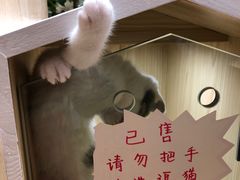 -屋虎猫馆(宝安大仟里店)