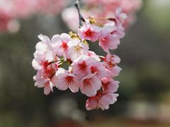 -顾村公园