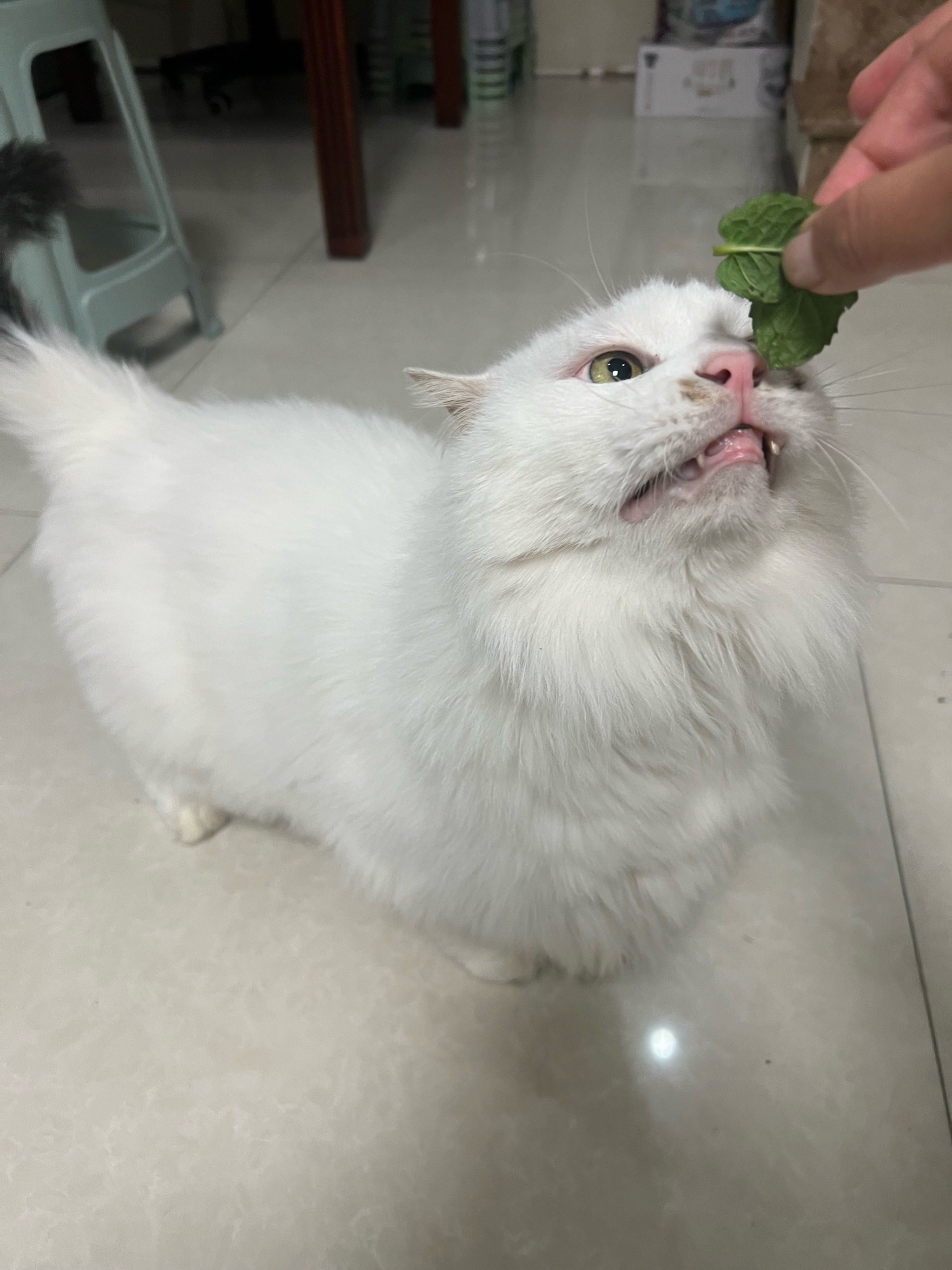 喵星人一遇到猫薄荷就像"疯"了一样!